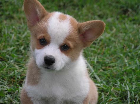 corgi puppies for sale portland oregon|corgi puppies in portland oregon.